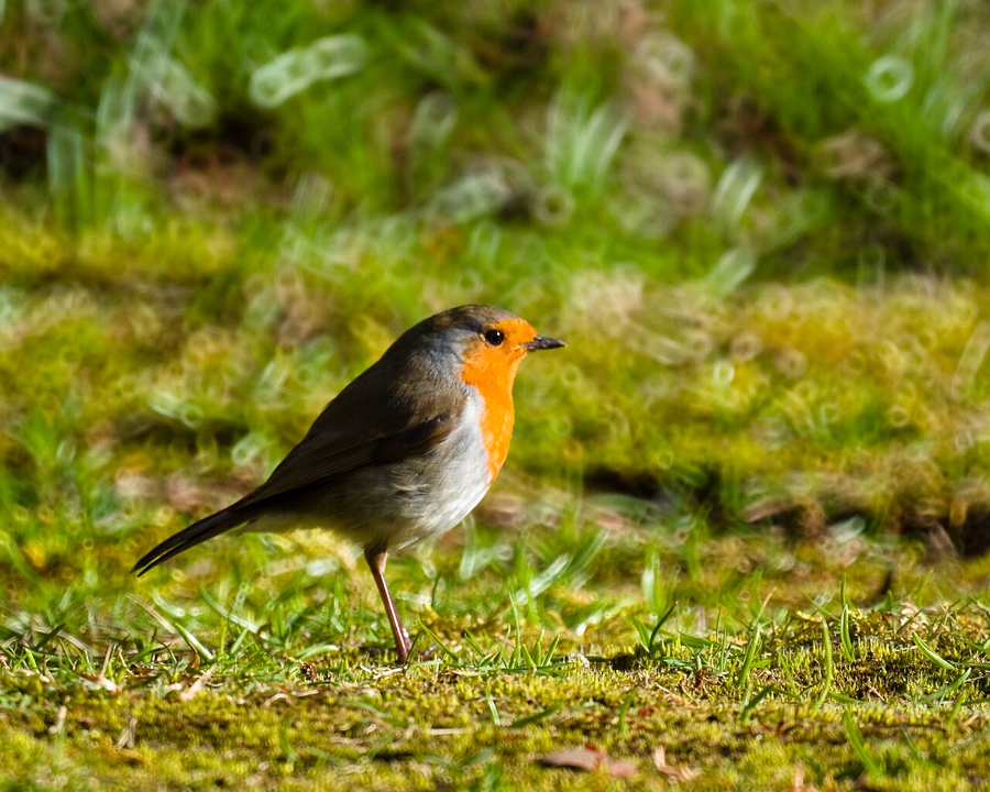 a bird, mid-hop, on a garden fence.